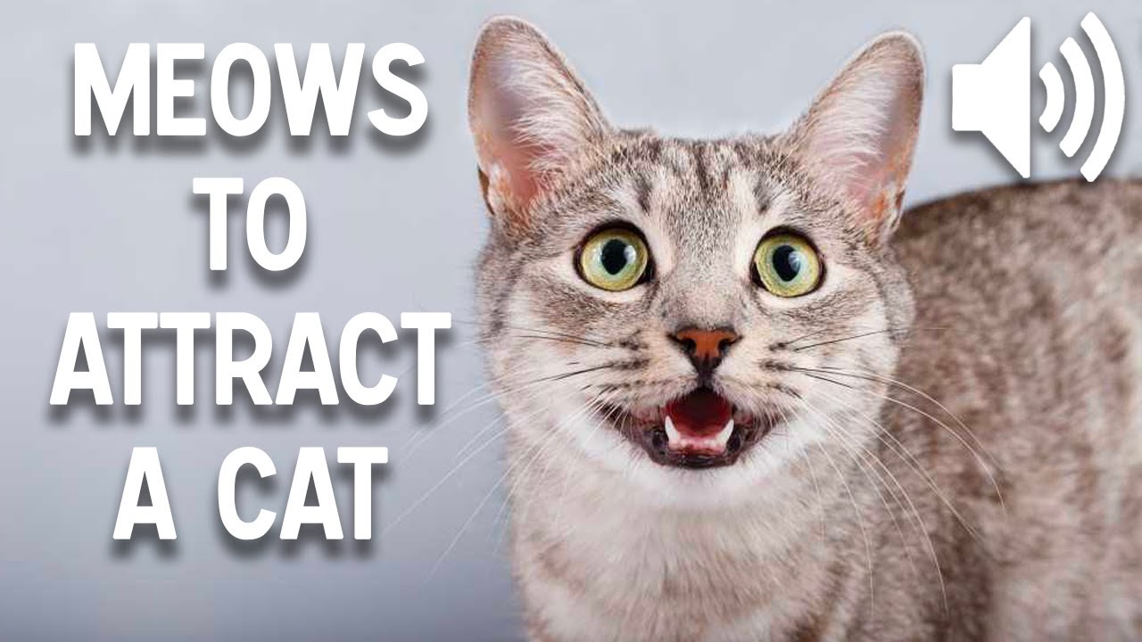 Sounds that attract cats 2.0 - Meow to make cats come to you - Kitten meow to attract cats
