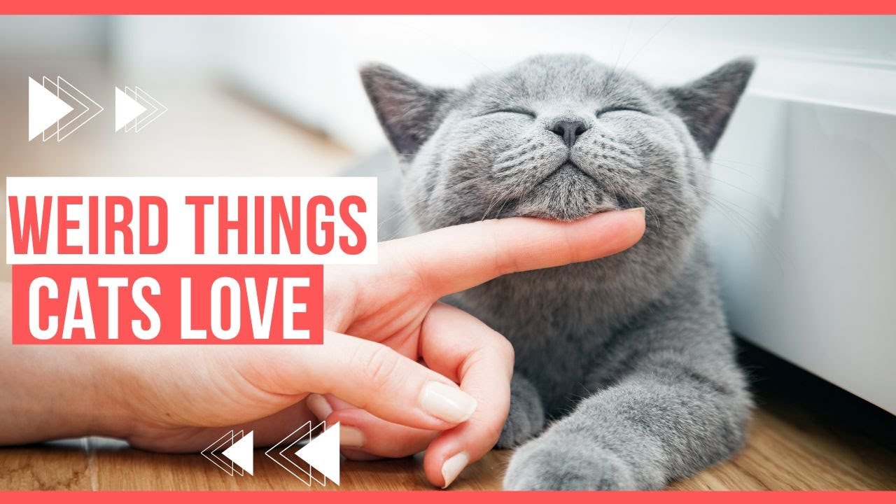 TOP 5 Weird Things Your Cat Loves - (#3 is funny)