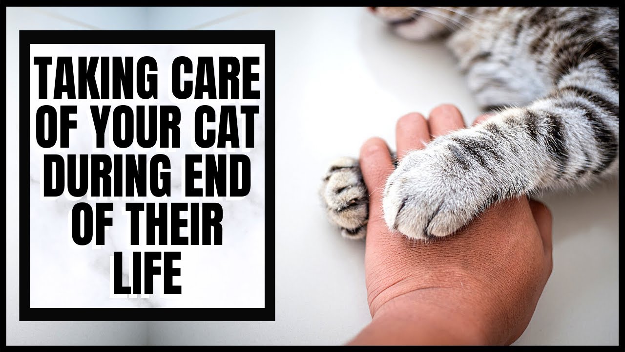 Taking Care of Your Cat during End of Their Life