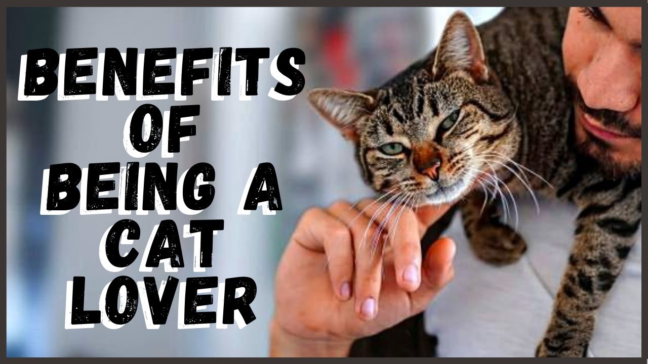 The Science Backed Benefits of Being a Cat Lover