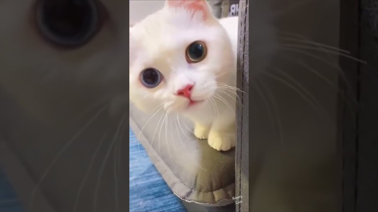 The best funniest cat videos of this week |Crazy Cat Funny Cats Moments  #shorts