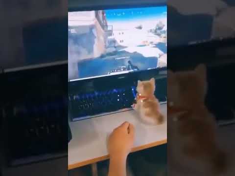 This Cute Cat Is a Gamer #shorts #funny cat #Gamer Cat