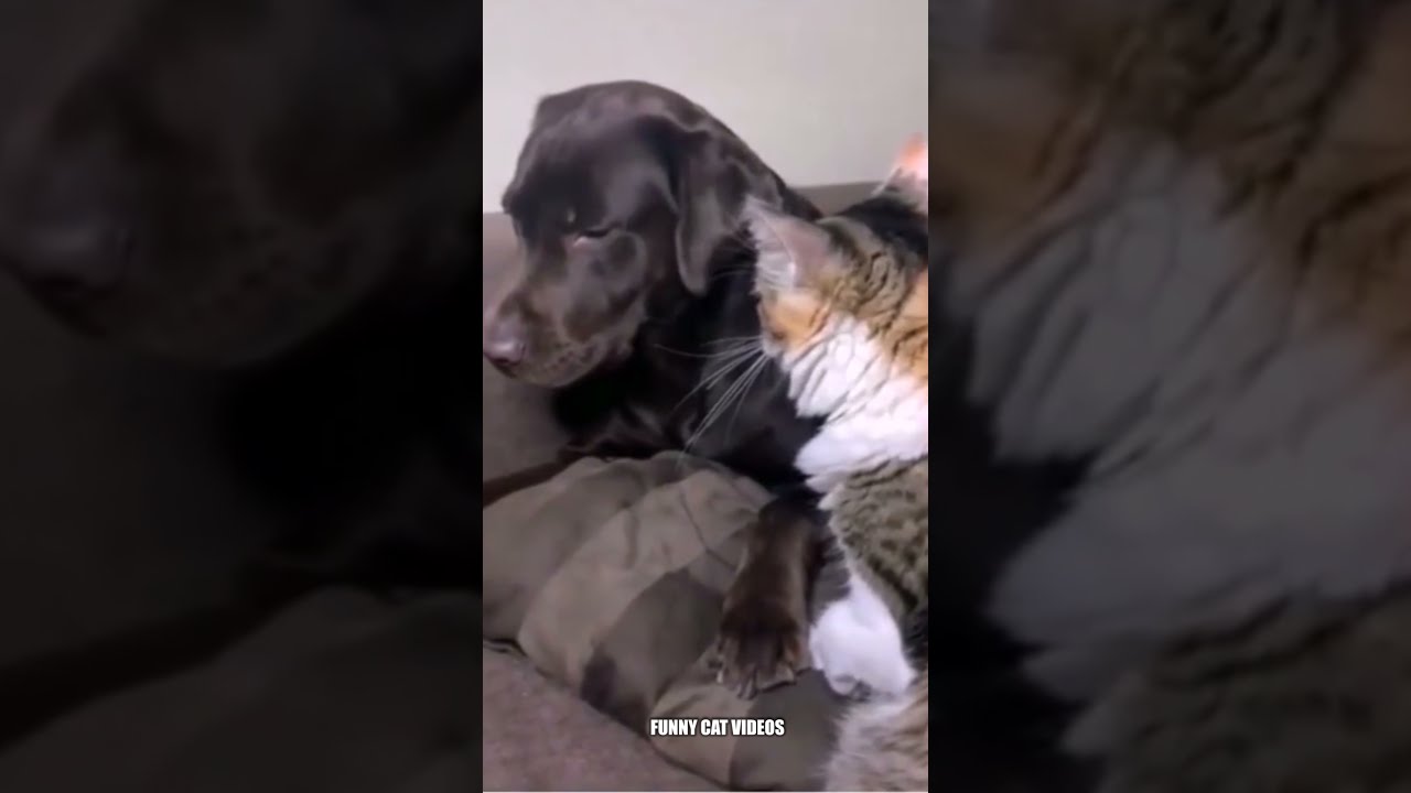 This dog is afraid of a cat , funny cat videos