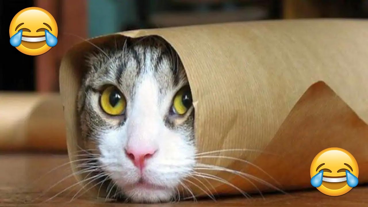 Tik Tok Cat Funny video compilation #1 || Crazy Cats