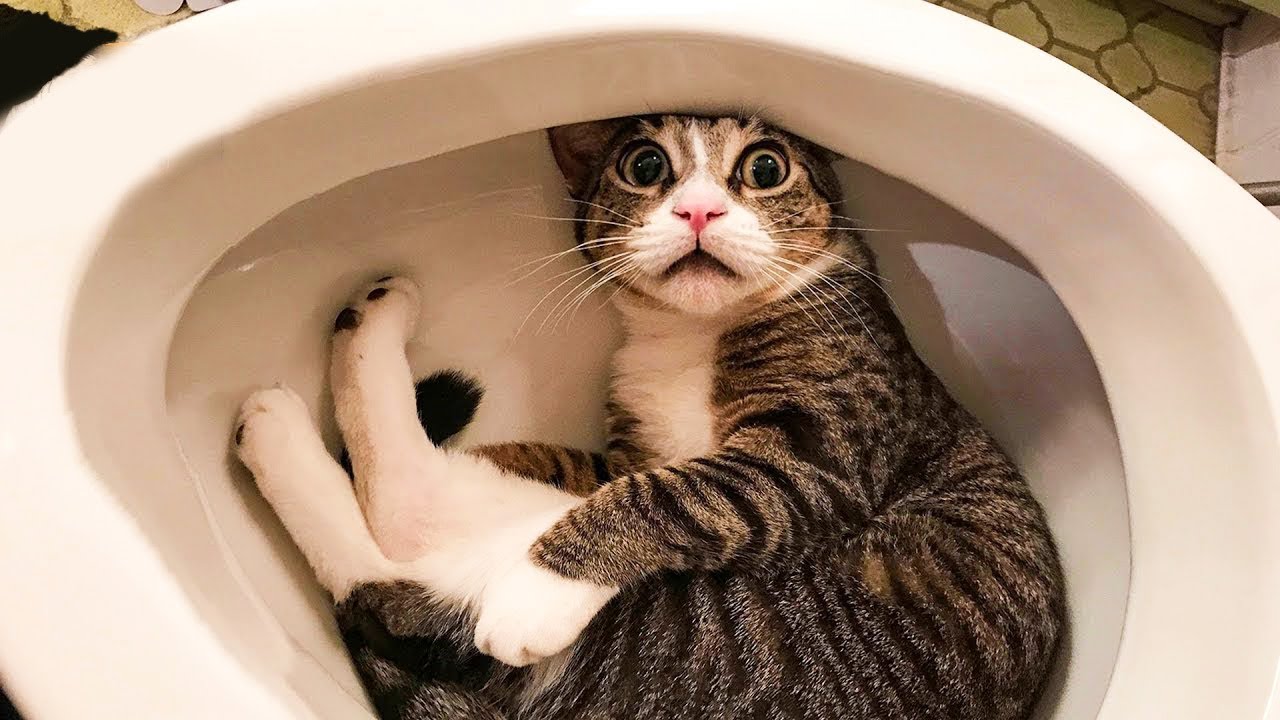 Tik Tok Cat Funny video compilation #2 || Crazy Cats