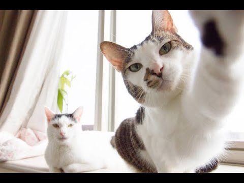 Tik Tok Cat Funny video compilation #4 || Crazy Cats