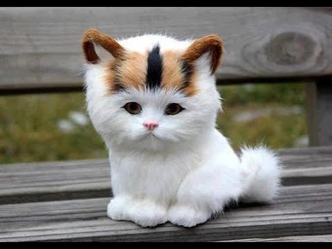 Try Not To Laugh Animals   Funny Cats Videos 2019   Funniest Clean Vines Compila