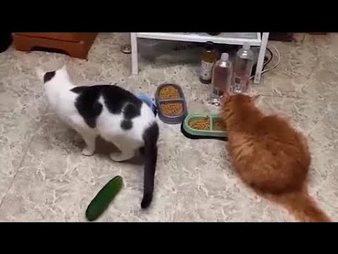 Try Not To Laugh Cats Cute Reactions - Funny Cat Videos #34