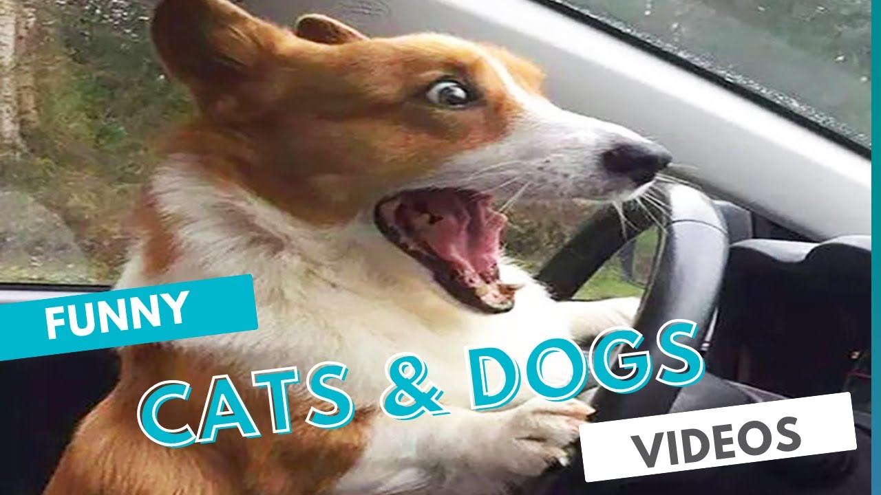 Try Not To Laugh | New Funny Cats and Dogs Videos 2023