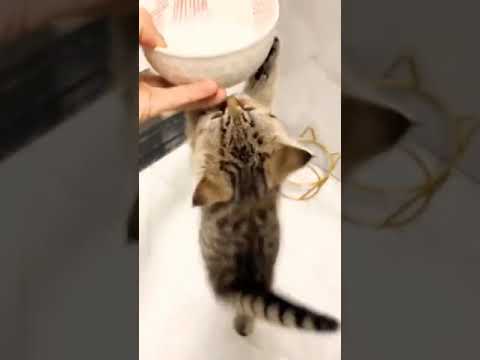 Viral cute and funny cats. #shorts #cat #kittens