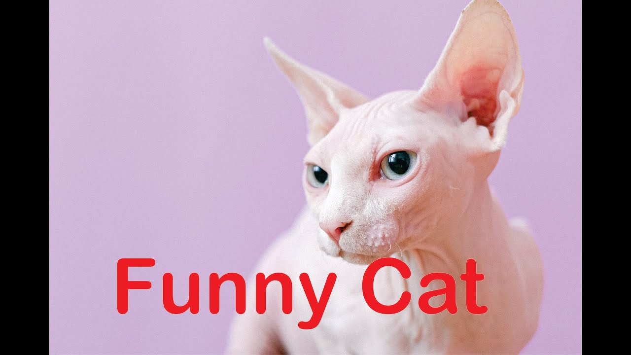 cat videos cute, cat videos for kids,  cat video are funny, cat , cute cats, funny cat memes, cats