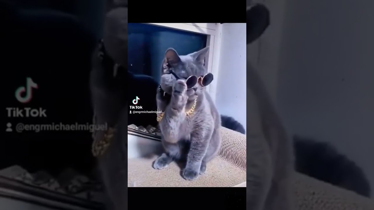 cute cat dance funny video | cat funny video 2022