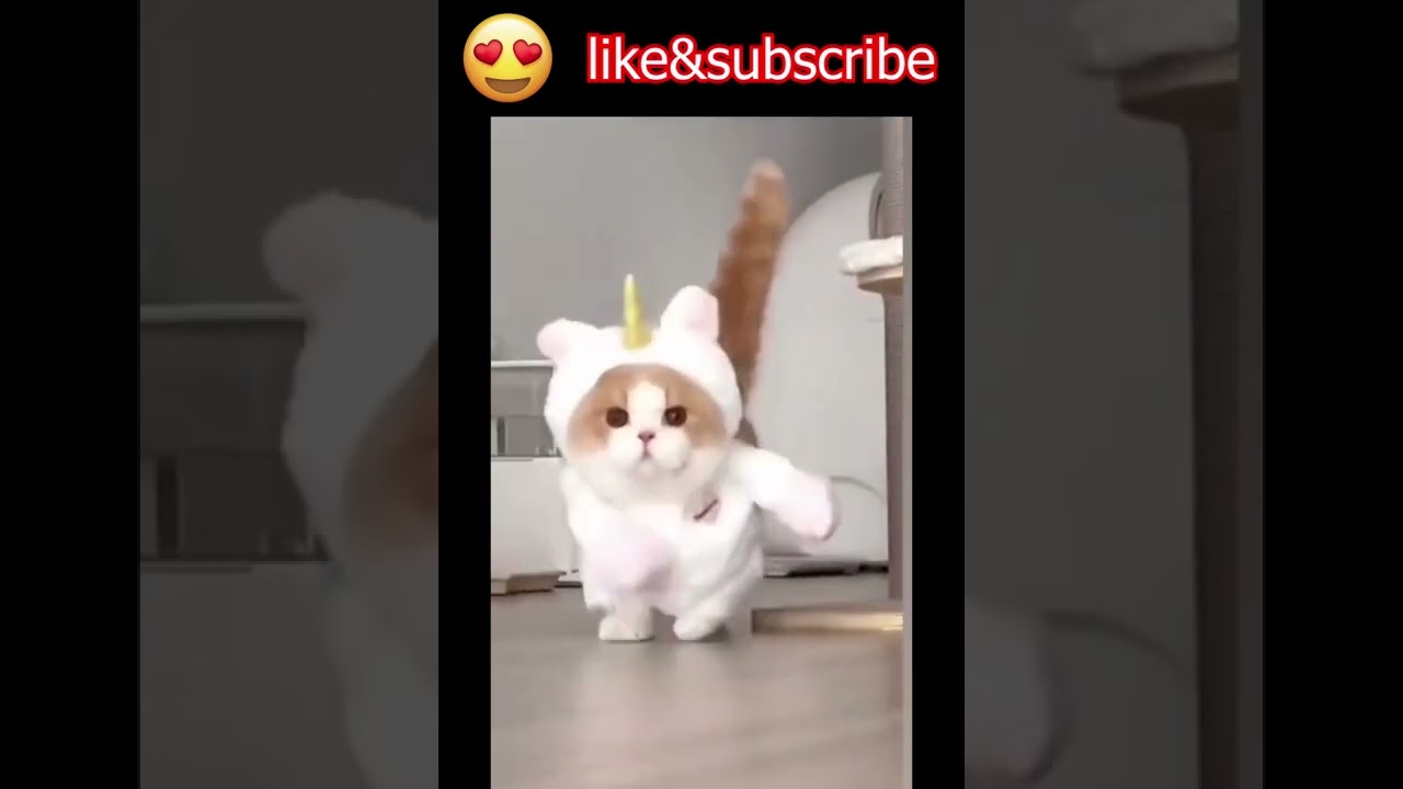 cute cats funny videos