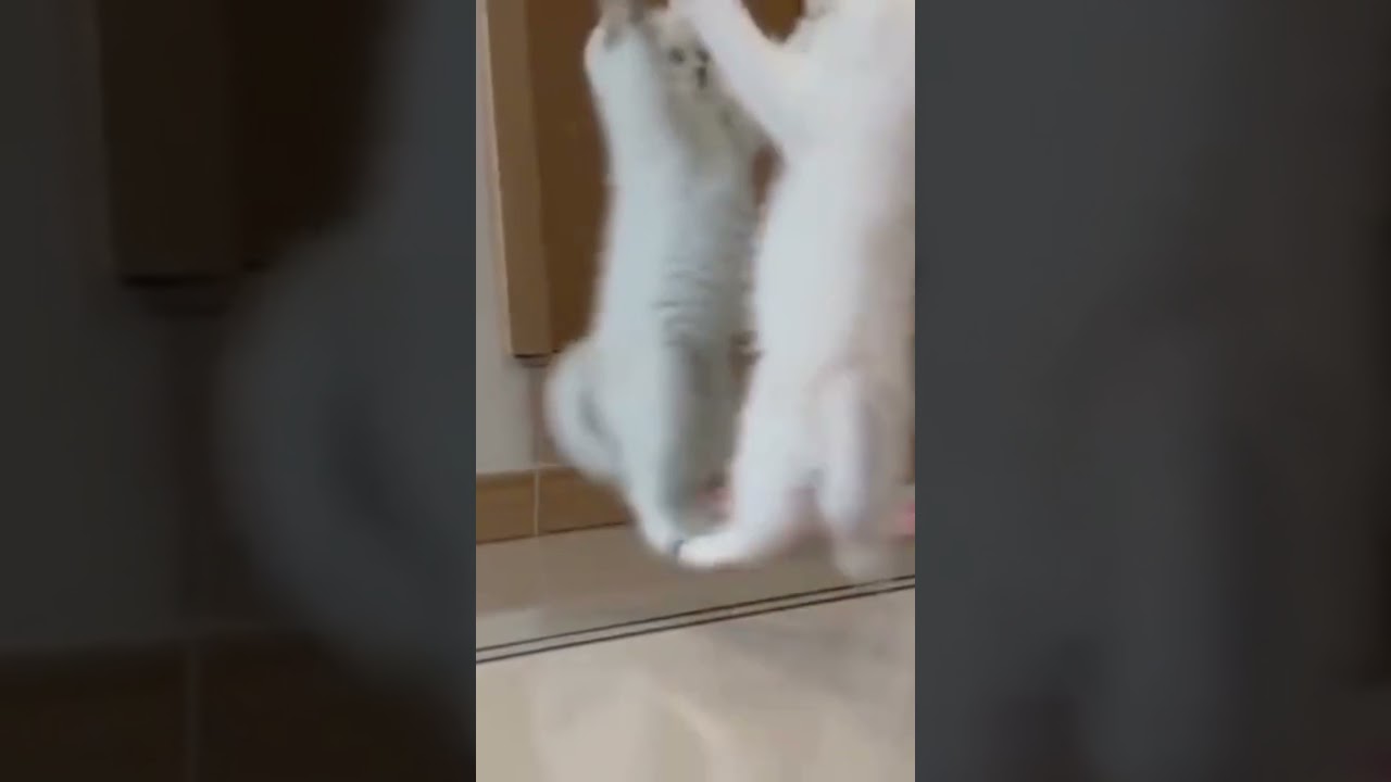 cute funny cat freaks out on mirror, watch till the end!!