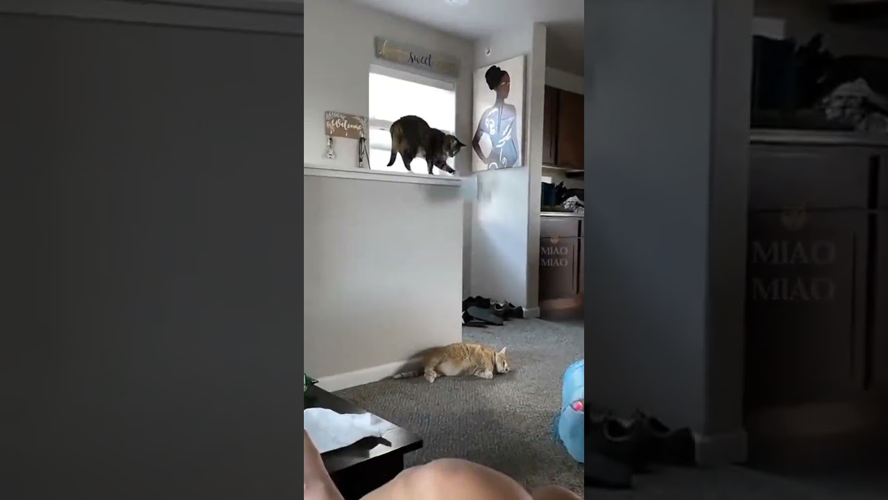cute moment    |     Funny Cats