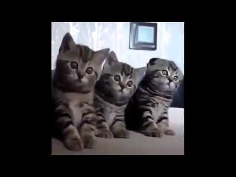funny cat pranks videos "funny cat reaction to fart" that will make you laugh so hard you cry.