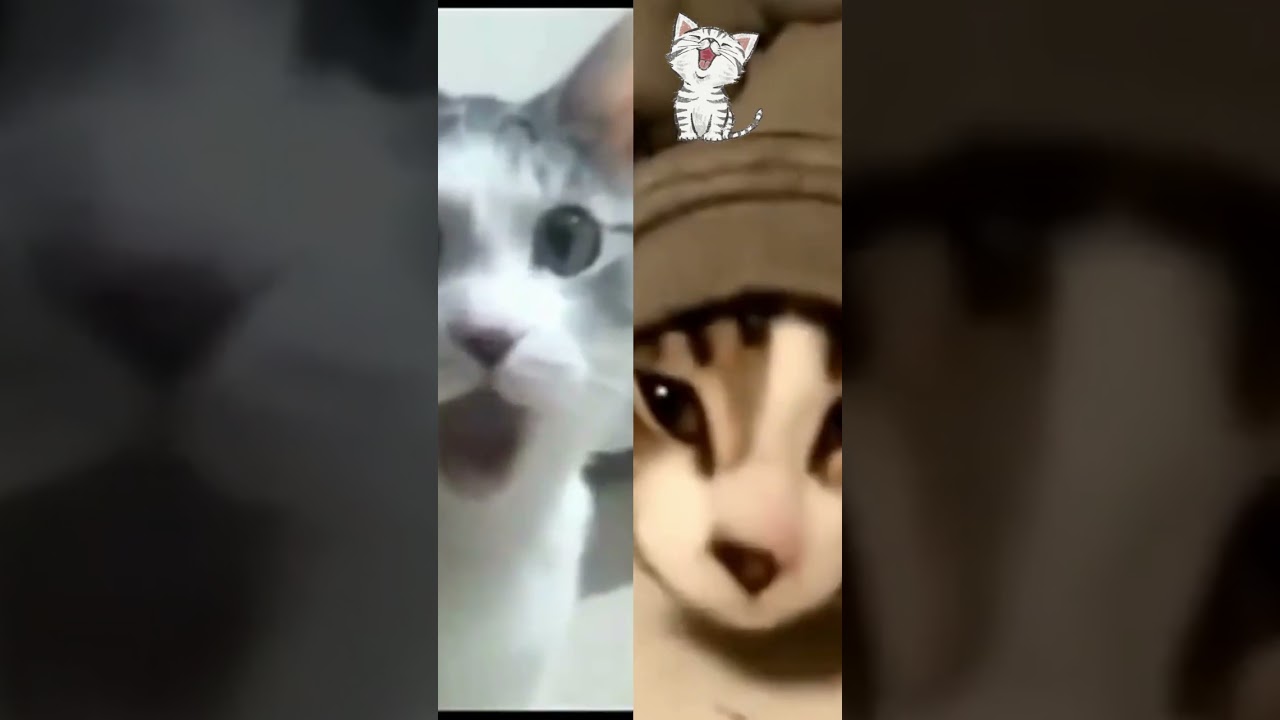 funny cat video# cat video funny2023##cat video