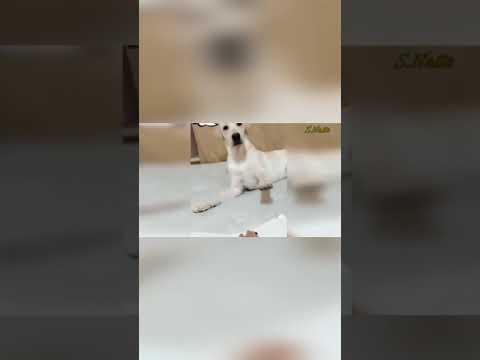 funny dog's reaction, dog funny, dogs cake reaction,