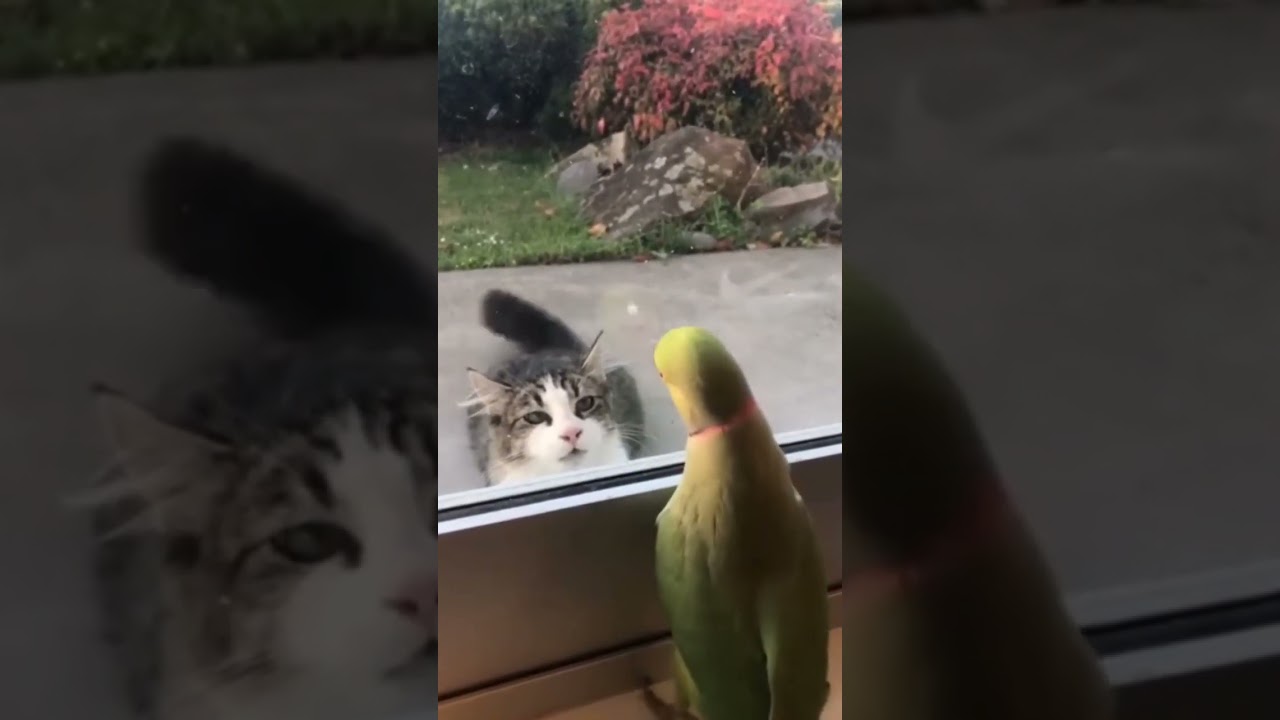 peek a boo parrot and cat #peekaboo #catandparrot