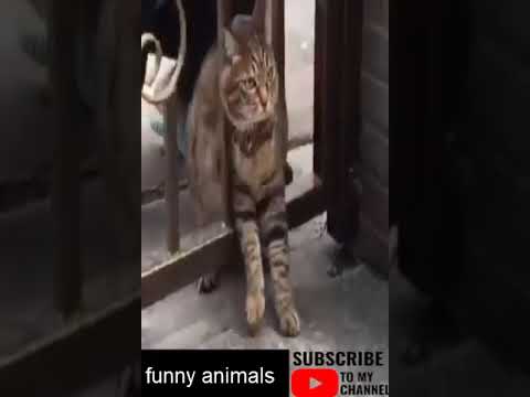 cute animals - funny animal videos - funny animals life - funny animals club #cats #dogs #shorts