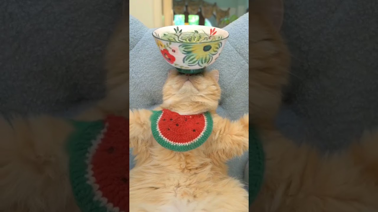 Laugh Out Loud with the Funniest Cat Video of All Time #26