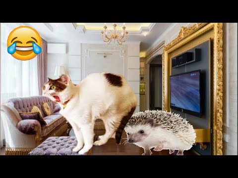 Best Funny Cats and Dogs Videos - Funny Animals Videos #funny #animals