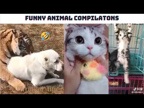 Cute And Funny Animals Compilation #7 - Try Not To Laugh  - Funny Animal Videos - Funniest Animals