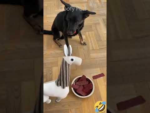 Dogs & Cat Funny reactions . . . !! #Shorts