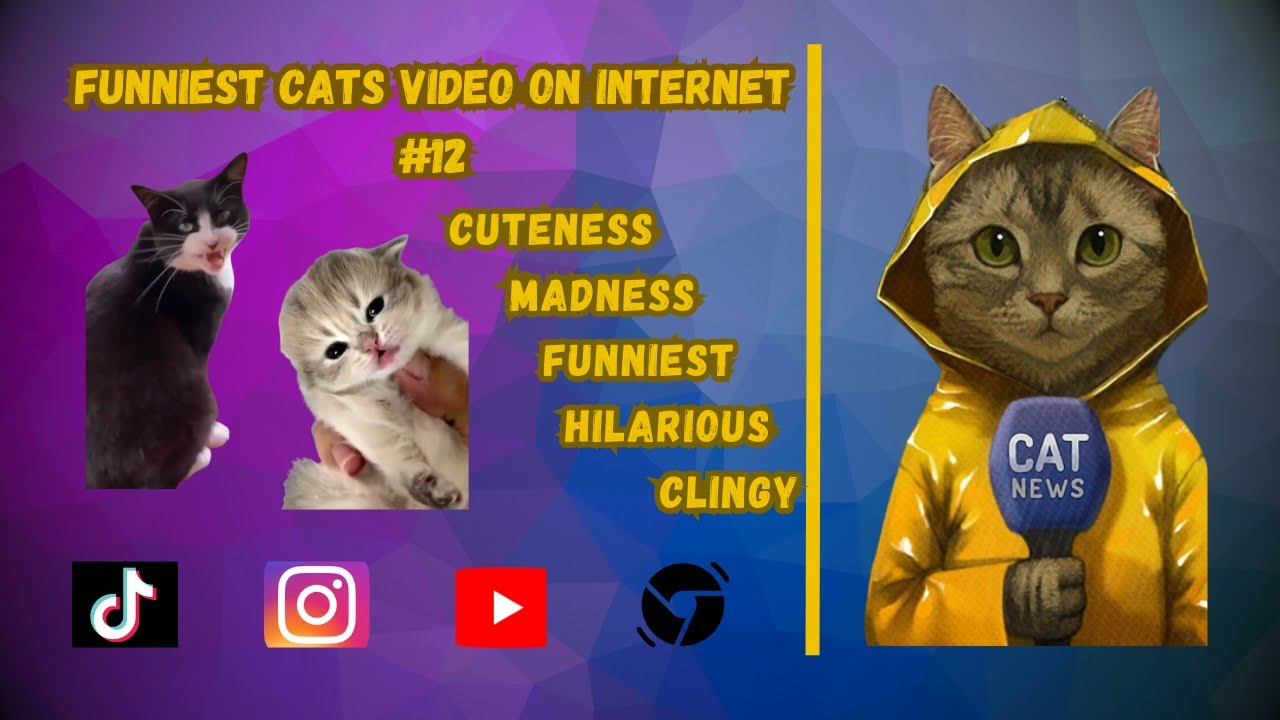 Funniest Cats Video on Internet #12 | Cat Lovers Rejoice