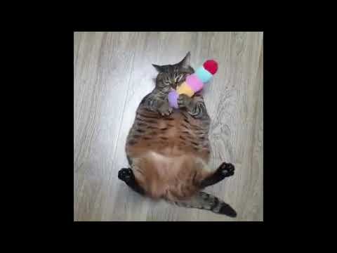 Funny Animals Pranks - Best Cute Animals Videos