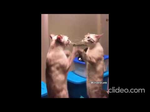 Funny CAT compilation 2020-Try not to laugh