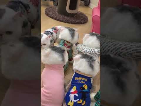 Funny Cat Video Owner Pranks His Cat With Dummy Cats