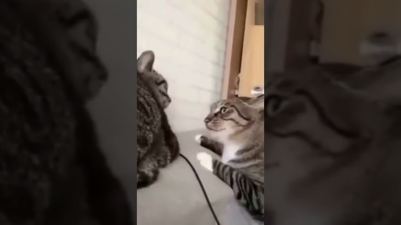 Funny Cats Fight #shorts #short #funnyanimals #funnyvideo