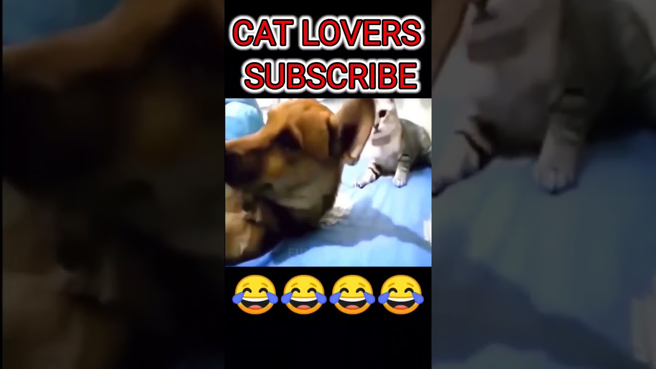 Funny cats | Funny cats and dogs | #shorts #ytshorts