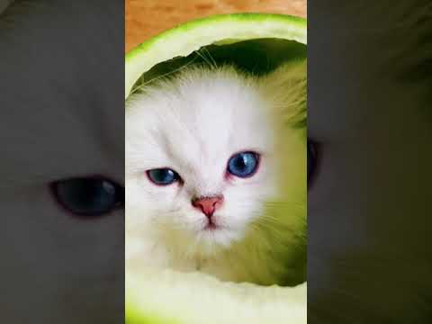 Funny cats and kittens video  cute cats funny video 89 short #Shorts