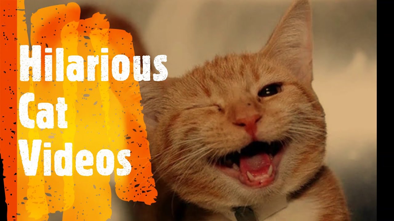 Hilarious Cat Video Compilation