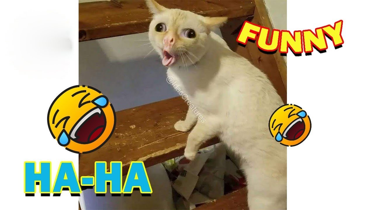 Hilarious Compilation of Funny Viral Cats Videos That Will Make Your Day
