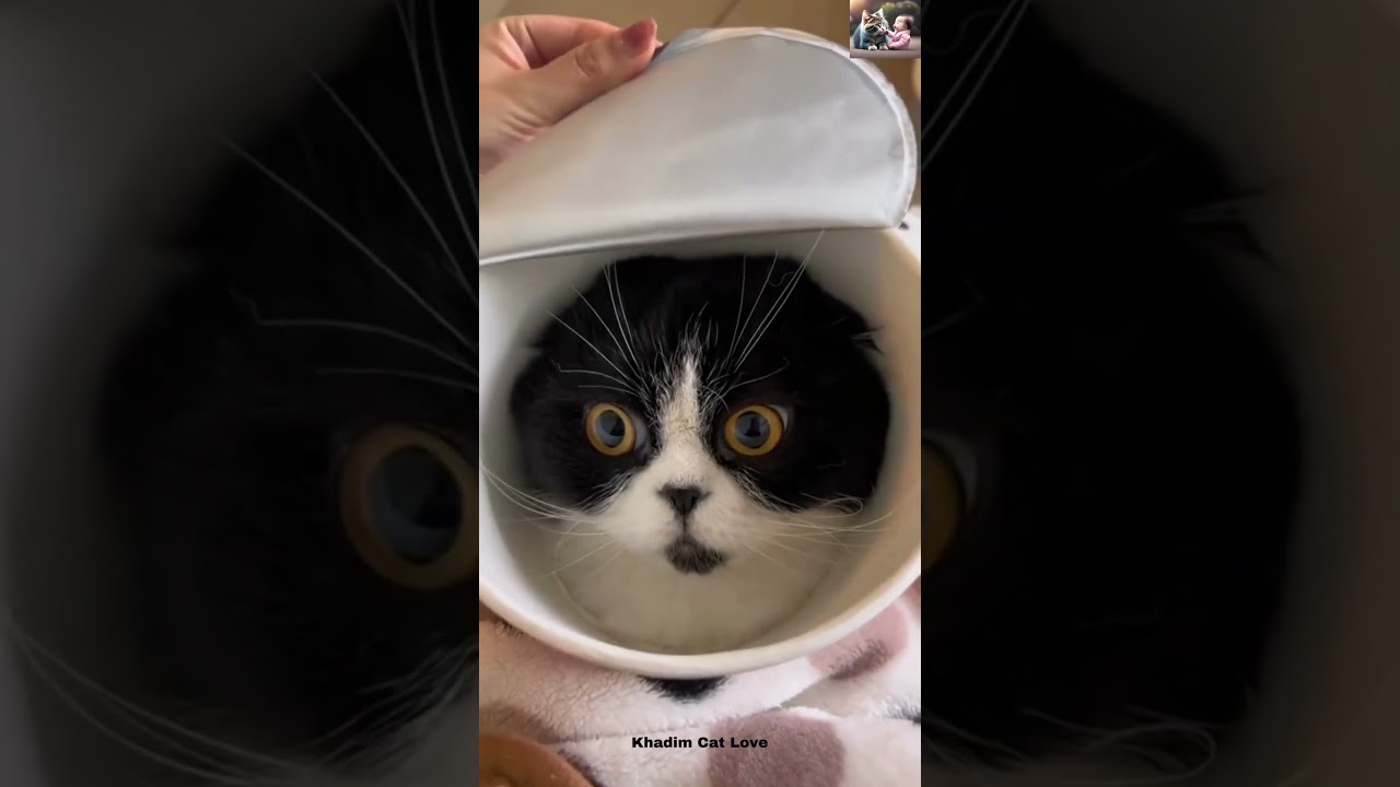 Laugh Out Loud with the Funniest Cat Video of All Time #1