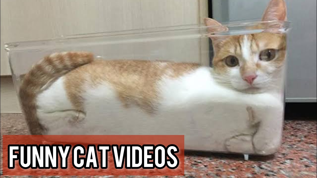 OMG Cute Cat Videos - Funny Cats Compilation #54