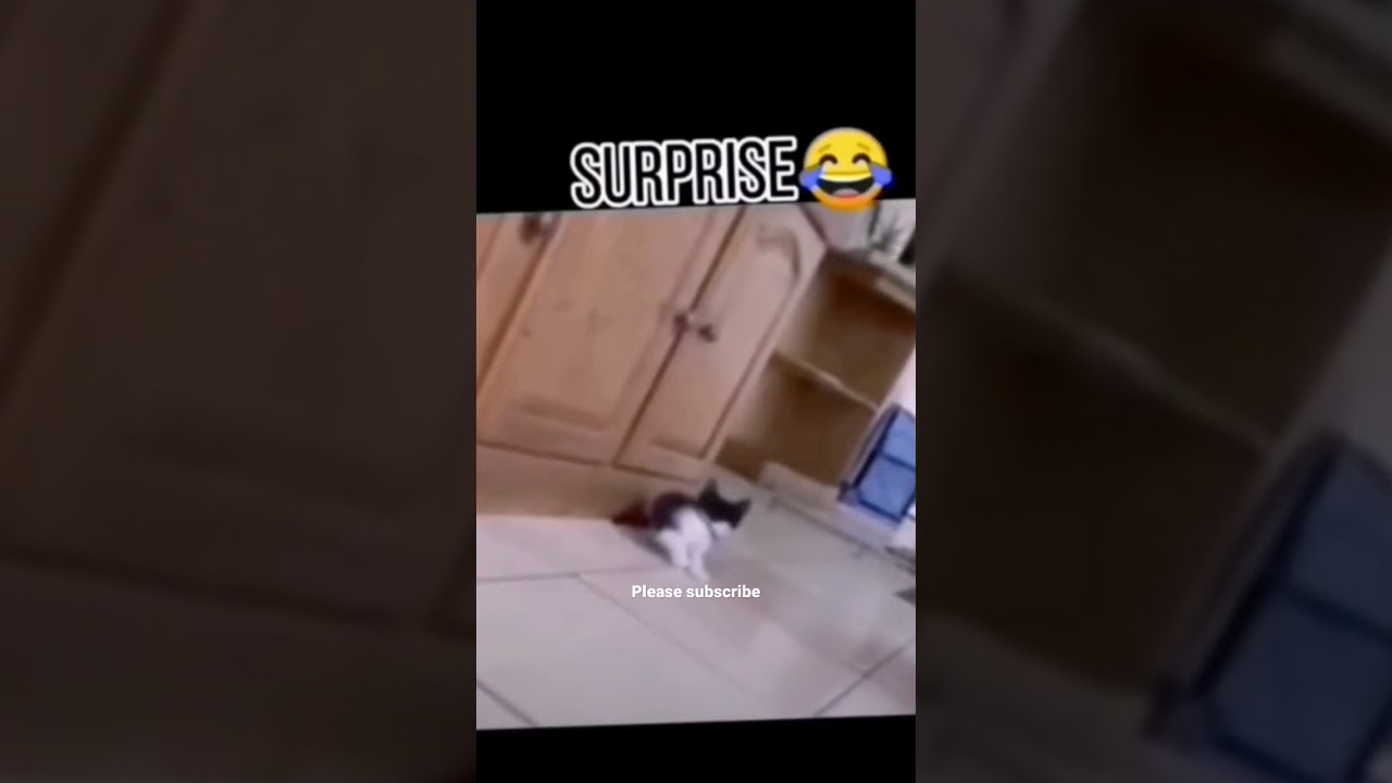 Real Surprise #shorts #shortsfeed #funnycats #funniest #prank #pranks #catlovers #catlovers #2023