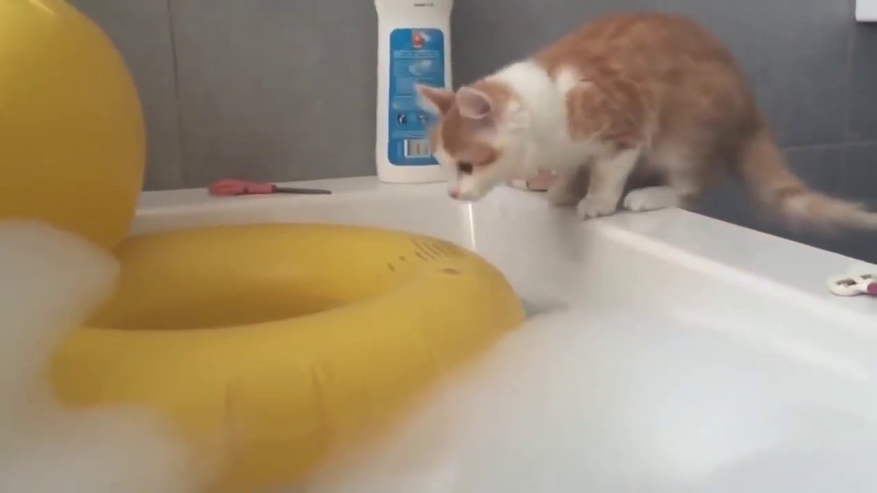 Really funny cat water fails videos   That Make you Laugh And Cry Compilation