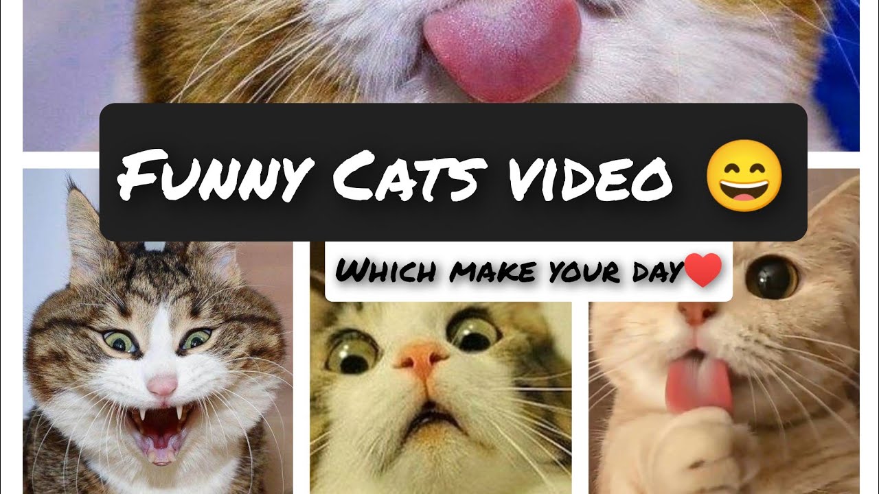 Top 6 Most Funny Cat Videos | #funnycatvideos #funnyvideo #catlover