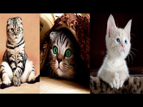 Top Funny Cat Videos | Try not to Laugh