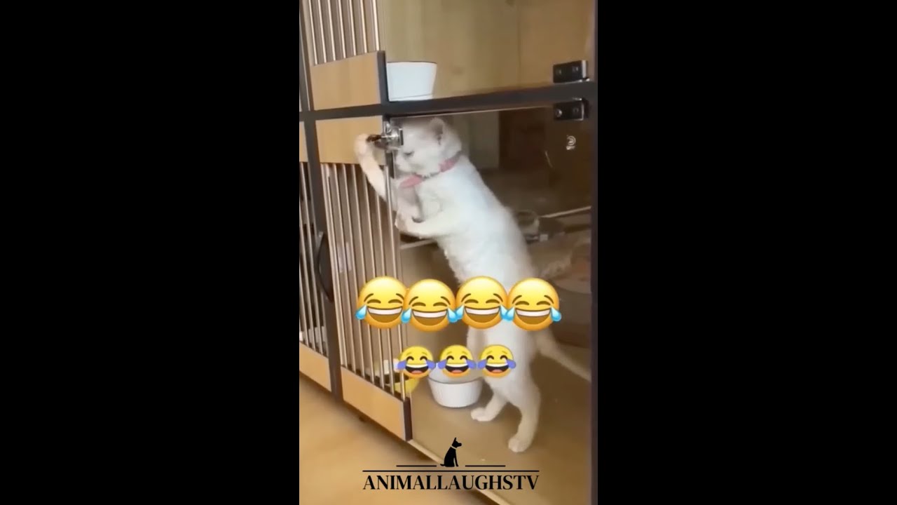 Unlimited Laughter: Funniest Cats And Dogs Part 1