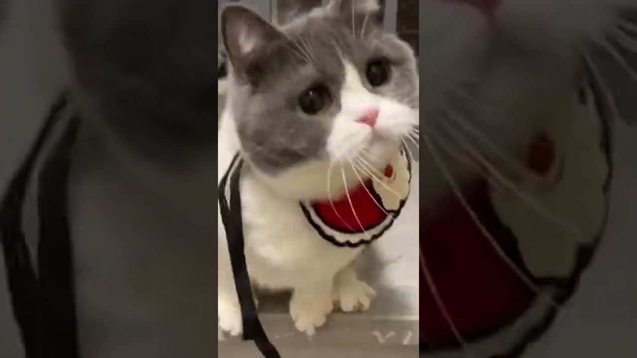 What Kind of Rhythm is The Most Swinging | Funny Cats Videos