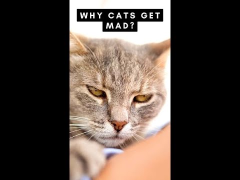 Why cats get mad? #Shorts