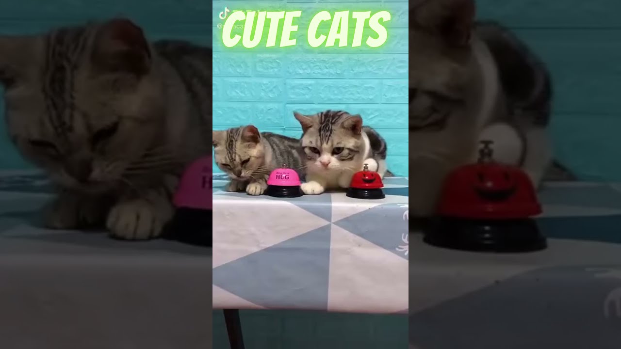 Wise Cats - Adorable and and Hilarious Cat Videos #SHORTS