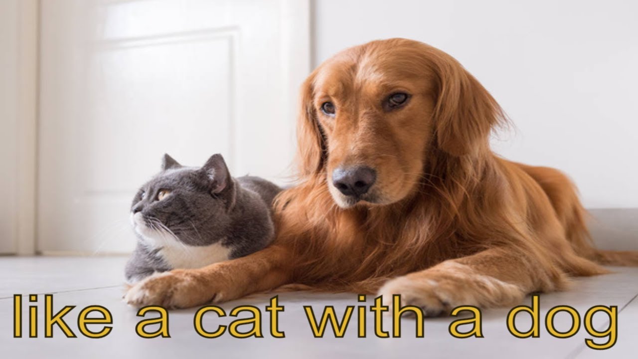 cat and dog friendship#dog #cats #funny  #catsvideos #dogvideo #doglovers #catjokes #catvideo #4k