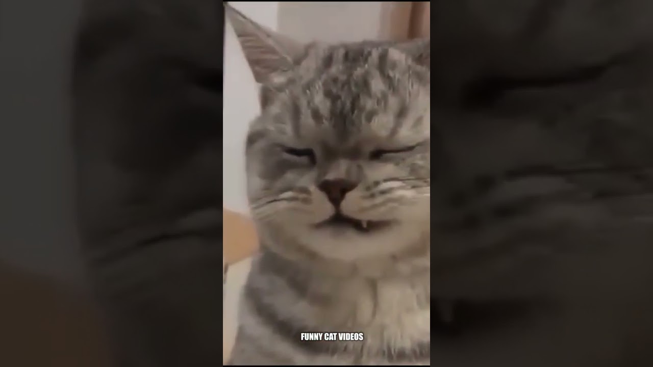 cat cute expression , funny cat videos