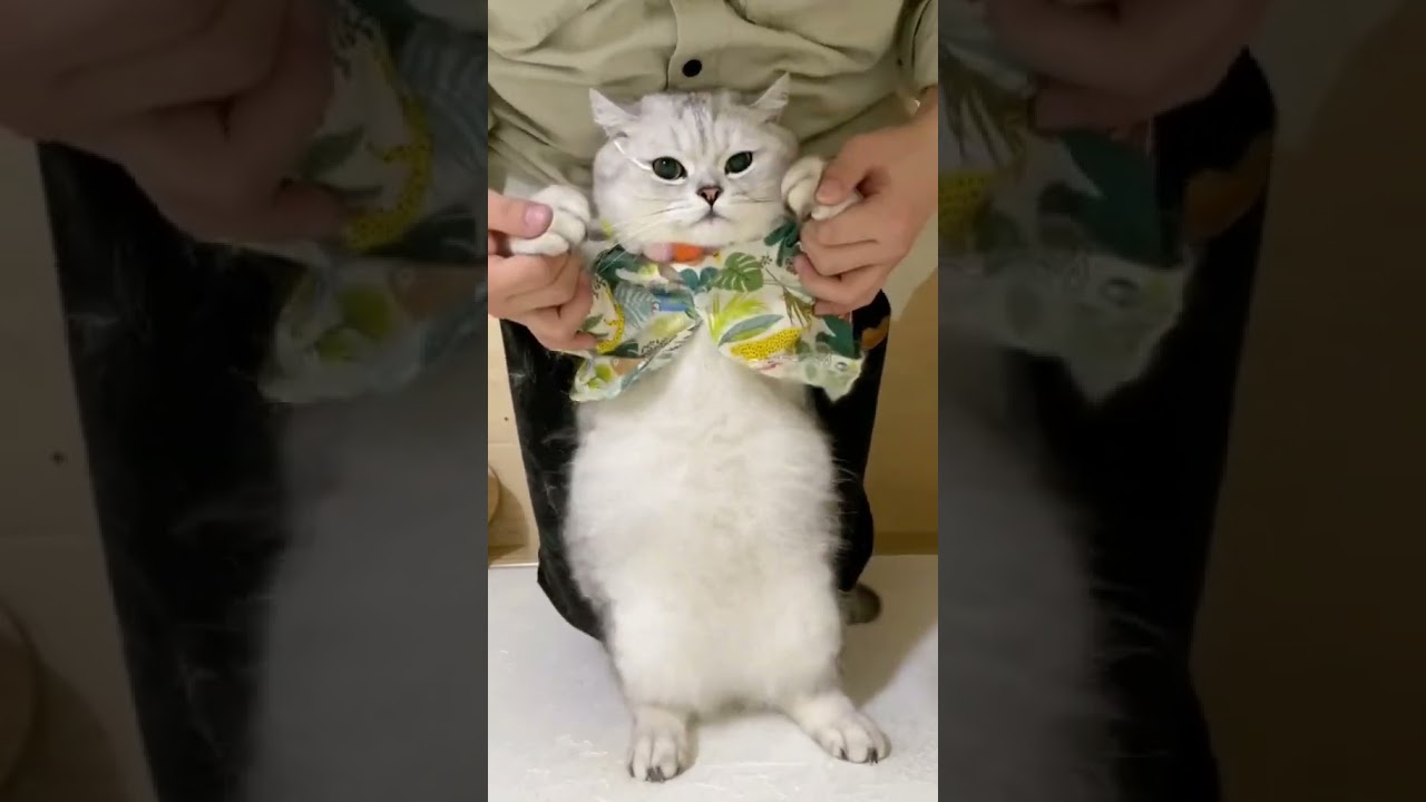 Laugh Out Loud with the Funniest Cat Video of All Time #31